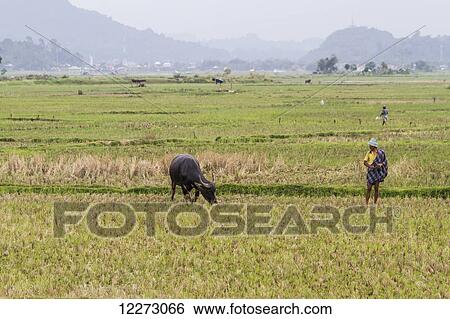 Stock Photograph - Water buffalo and man in a rice field, Bori, Toraja Land, South Sulawesi, Indonesia. Fotosearch