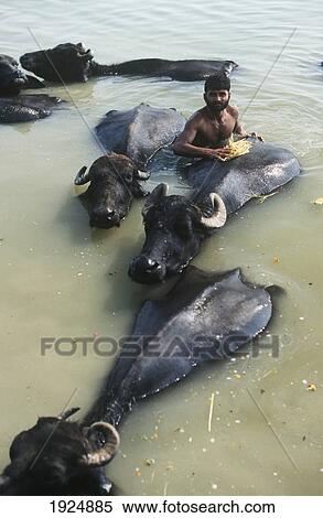 Stock Photography - Water Buffalo Being Bathed In Sacred Ganges River. Fotosearch