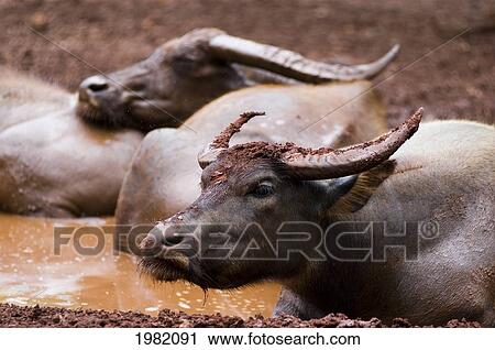 Stock Image - Water Buffalo (Bubalus bubalis) at Wat Pha Luang Ta Bua Yanasampanno (Tiger Temple); Saiyok, Kanchanaburi Province, Thailand. Fotosearch
