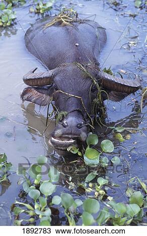 Water Buffalo Swimming, Elevated View View Large Photo Image Stock Image - Water Buffalo Swimming, Elevated View. Fotosearch