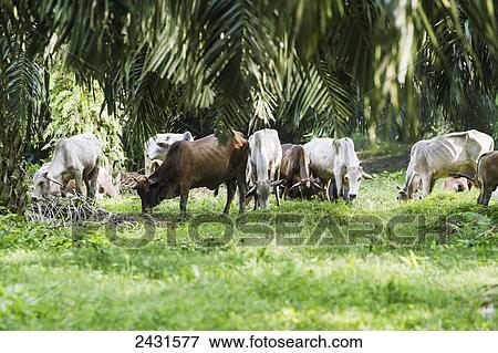 Water buffaloes at an oil palm plantation, Simalungun, North Sumatra, Indonesia View Large Photo Image Stock Photo - Water buffaloes at an oil palm plantation, Simalungun, North Sumatra, Indonesia. Fotosearch