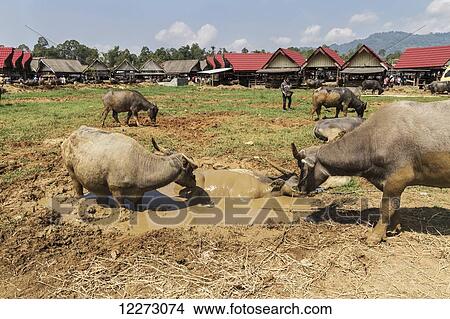 Water buffaloes at the Bolu livestock market, Rantepao, Toraja Land, South Sulawesi, Indonesia View Large Photo Image Picture - Water buffaloes at the Bolu livestock market, Rantepao, Toraja Land, South Sulawesi, Indonesia. Fotosearch