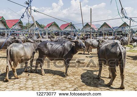 Stock Photo - Water buffaloes at the Bolu livestock market, Rantepao, Toraja Land, South Sulawesi, Indonesia. Fotosearch