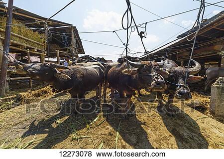 Water buffaloes at the Bolu livestock market, Rantepao, Toraja Land, South Sulawesi, Indonesia View Large Photo Image Stock Photo - Water buffaloes at the Bolu livestock market, Rantepao, Toraja Land, South Sulawesi, Indonesia. Fotosearch