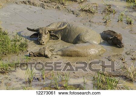Water buffaloes in the mud, Seri, Toraja Land, South Sulawesi, Borneo, Indonesia View Large Photo Image Stock Image - Water buffaloes in the mud, Seri, Toraja Land, South Sulawesi, Borneo, Indonesia. Fotosearch