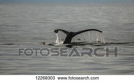 Water draining of the fluke of a Humpback Whale (Megaptera novaeangliae) in Prince William Sound, Alaska. View Large Photo Image Stock Image - Water draining of the fluke of a Humpback Whale (Megaptera novaeangliae) in Prince William Sound, Alaska.. Fotosearch