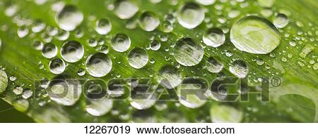 Stock Photo - Water droplets on a blade of grass; Lake Cavenaugh, Washington, United States of America. Fotosearch
