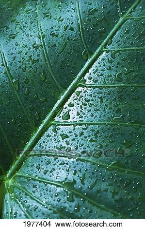 Picture - Water Drops On Elephant Ear Leaf.. Fotosearch