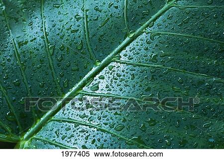 Stock Photography - Water Drops On Elephant Ear Leaf.. Fotosearch