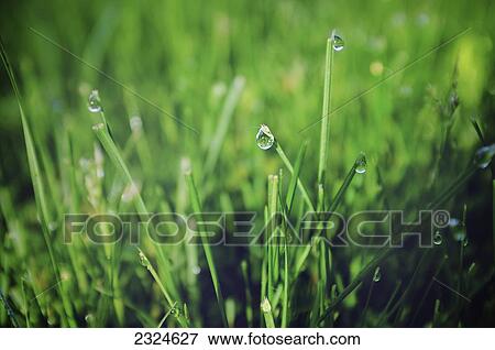 Stock Photo - Water Drops On Tall Grass Stems. Fotosearch