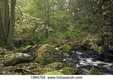Water Flowing Over Moss Covered Rocks In Peak District National Park; Derbyshire England View Large Photo Image Picture - Water Flowing Over Moss Covered Rocks In Peak District National Park; Derbyshire England. Fotosearch