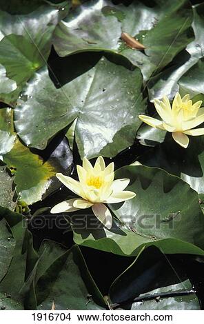 Picture - Water Lilies, Bamboo Temple. Fotosearch