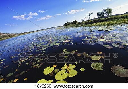 Water Lilies On Billabong, Lily Pond, Davidsons Camp View Large Photo Image Stock Image - Water Lilies On Billabong, Lily Pond, Davidsons Camp. Fotosearch