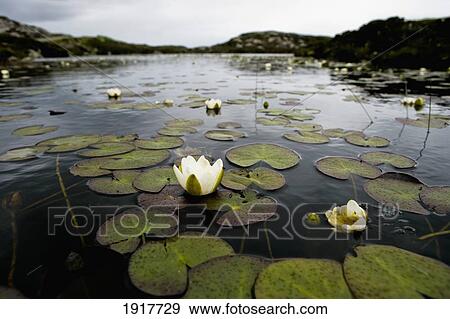 Water Lillies In Lochan View Large Photo Image Stock Photo - Water Lillies In Lochan. Fotosearch