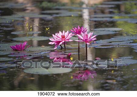 Stock Image - Water Lillies In Pond, Angkor, Siem Reap, Cambodia. Fotosearch
