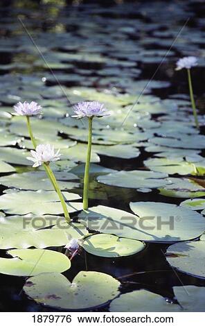 Water Lilly In Lake Bennet, Close-Up View Large Photo Image Stock Photograph - Water Lilly In Lake Bennet, Close-Up. Fotosearch