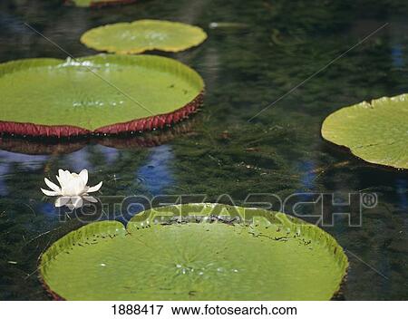 Water Lily And Lily Pads Of Botanical Gardens, Close Up View Large Photo Image Stock Photo - Water Lily And Lily Pads Of Botanical Gardens, Close Up. Fotosearch