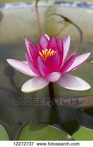 Stock Photo - Water lily in the Humble Administrator's Garden, Suzhou, Jiangsu, China. Fotosearch