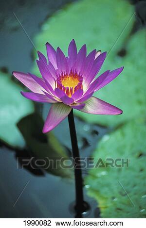 Stock Image - Water Lily In Water, Purple. Fotosearch