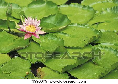 Water Lily (Purple) And Lily Pads View Large Photo Image Stock Photo - Water Lily (Purple) And Lily Pads. Fotosearch