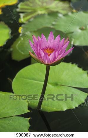 Stock Photo - Water Lily, Single Purple Blossom. Fotosearch