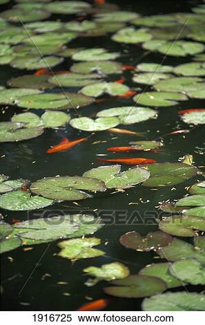 Stock Photography - Water Lily. Fotosearch