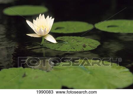 Stock Image - Water Lily, White. Fotosearch