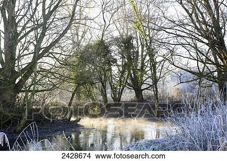 Picture - Water meadows at dawn; Winchester, Hampshire, England. Fotosearch