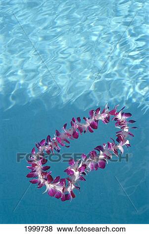 Water Reflections In Pool With Orchid Flower Lei Floating At Surface C1693 View Large Photo Image Stock Photo - Water Reflections In Pool With Orchid Flower Lei Floating At Surface C1693. Fotosearch