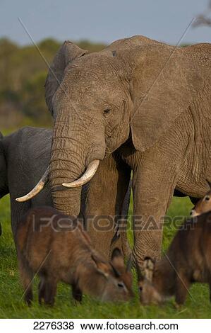 Waterbuck in front of elephant, Ol Pejeta Conservancy; Kenya View Large Photo Image Stock Photo - Waterbuck in front of elephant, Ol Pejeta Conservancy; Kenya. Fotosearch