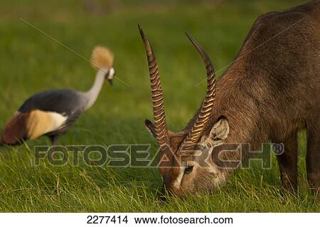 Waterbuck (Kobus ellipsiprymnus) and Grey Crowned Crane (Balearica regulorum), Ol Pejeta Conservancy; Kenya View Large Photo Image Picture - Waterbuck (Kobus ellipsiprymnus) and Grey Crowned Crane (Balearica regulorum), Ol Pejeta Conservancy; Kenya. Fotosearch