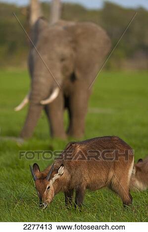 Stock Image - Waterbuck (Kobus ellipsiprymnus) in front of elephant, Ol Pejeta Conservancy; Kenya. Fotosearch