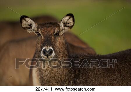 Waterbuck (Kobus ellipsiprymnus), Ol Pejeta Conservancy; Kenya View Large Photo Image Stock Image - Waterbuck (Kobus ellipsiprymnus), Ol Pejeta Conservancy; Kenya. Fotosearch