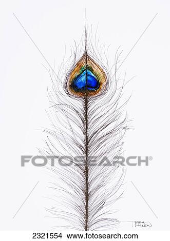 Picture - Watercolor Painting Of Two Peacock Feathers.. Fotosearch