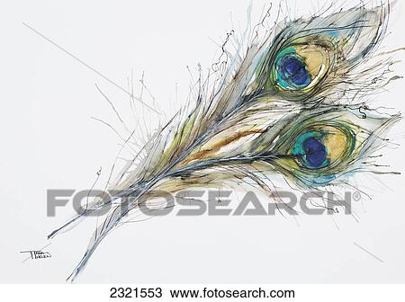 Stock Image - Watercolor Painting Of Two Peacock Feathers.. Fotosearch