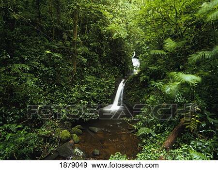 Waterfall In Monteverde Cloud Forest Reserve View Large Photo Image Stock Photo - Waterfall In Monteverde Cloud Forest Reserve. Fotosearch