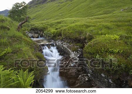 Stock Photo - Waterfall With Ferns In Scottish Highlands; Glencoe, Scotland. Fotosearch