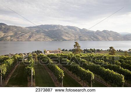 Stock Photo - Waterfront Vineyard; Okanagan, British Columbia, Canada. Fotosearch