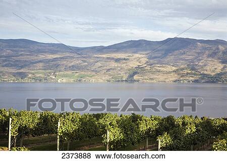 Stock Photo - Waterfront Vineyard; Okanagan, British Columbia, Canada. Fotosearch