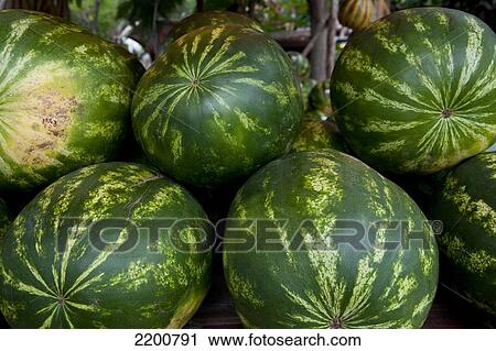 Watermelons For Sale At Fruteira Colonial Timbauva, On The Road To Santa Barbara Do Sul, Rio Grande Do Sul, Brazil View Large Photo Image Stock Image - Watermelons For Sale At Fruteira Colonial Timbauva, On The Road To Santa Barbara Do Sul, Rio Grande Do Sul, Brazil. Fotosearch