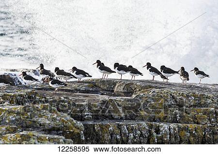 Wave crashing into rocks with a row of oystercatchers; Kilkee, County Clare, Ireland View Large Photo Image Stock Photography - Wave crashing into rocks with a row of oystercatchers; Kilkee, County Clare, Ireland. Fotosearch