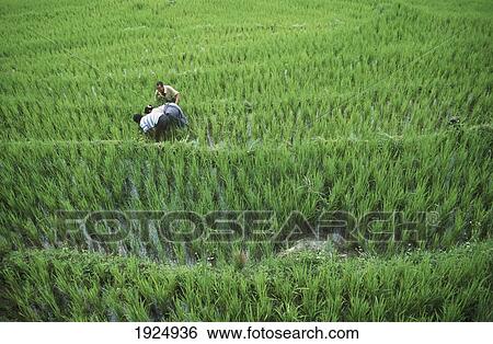 Stock Photograph - Weeding Rice Paddies, Gangtok. Fotosearch