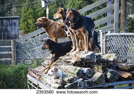 Stock Image - Well Trained Sheep Dogs Await Instructions For Their Next Task At Blue Duck Lodge, A Working New Zealand Farm In Whanganui National Park; Whakahoro, New Zealand. Fotosearch