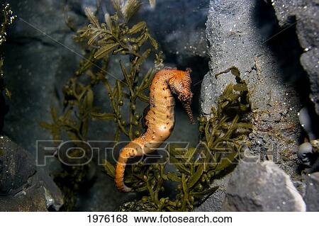 Stock Photo - West Australian Seahorse (Hippocampus Elongatus); Australia. Fotosearch