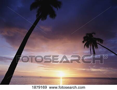 West Coast Beach At Sunset With Palm Tree View Large Photo Image Stock Photo - West Coast Beach At Sunset With Palm Tree. Fotosearch