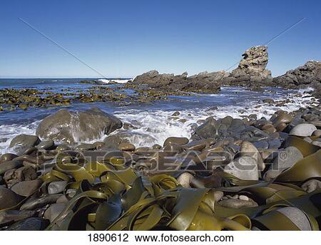 West Coast Of South Island View Large Photo Image Stock Image - West Coast Of South Island. Fotosearch