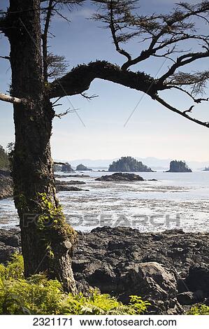 West Coast Trail In Ucluelet; Vancouver Island British Columbia Canada View Large Photo Image Stock Image - West Coast Trail In Ucluelet; Vancouver Island British Columbia Canada. Fotosearch