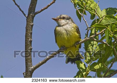 Stock Image - Western kingbird; Saskatchewan, Canada. Fotosearch