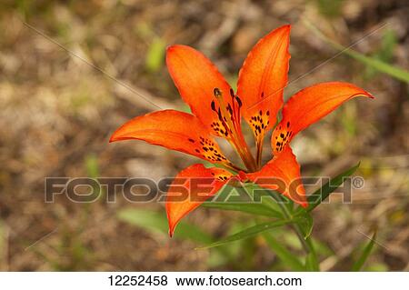 Stock Photo - Western red lilly (Lilium philadelphicum); Bragg Creek, Alberta, Canada. Fotosearch