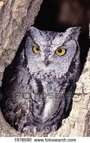 Western Screech Owl (Otus Kennicottii) in hollow Cottonwood tree View Large Photo Image Stock Image - Western Screech Owl (Otus Kennicottii) in hollow Cottonwood tree. Fotosearch